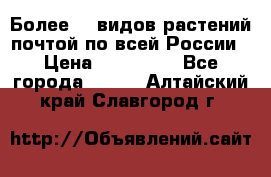 Более200 видов растений почтой по всей России › Цена ­ 100-500 - Все города  »    . Алтайский край,Славгород г.